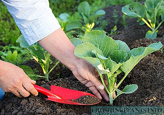 Organski preljev za sadnice i sobne biljke