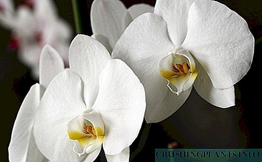 Orchid dendrobium nobile