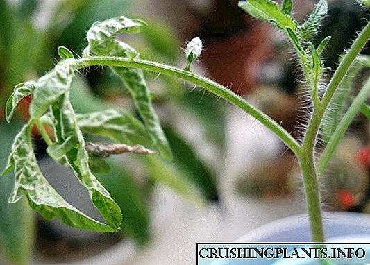Glavni problemi s sadnicama rajčice i kako ih riješiti