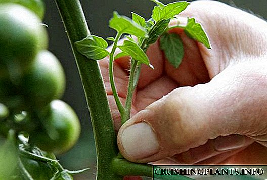 Tomatos Tsoningovy: sut a phryd i wneud