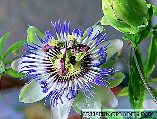 Passionflower ។