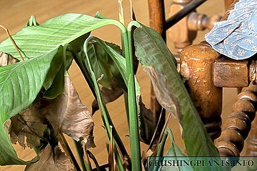 Napa tips saka godhong spathiphyllum garing lan ireng?