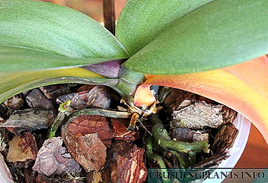 Naha daun oralaid daun phalaenopsis koneng konéng