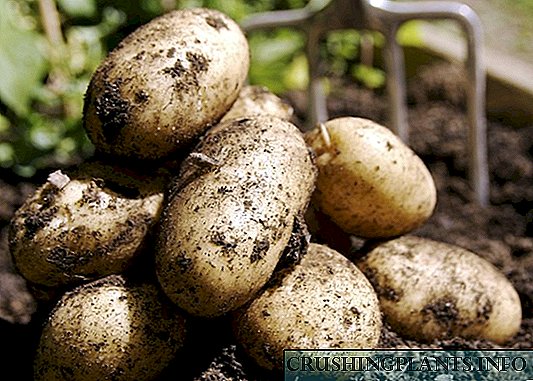 Përgatitja e patateve për mbjellje