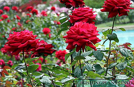 Makan mawar mangrupikeun unsur penting tina kembangan subur tur bushes séhat