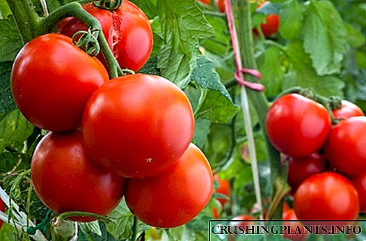 Ffrwythloni tomatos ar ôl plannu yn y ddaear