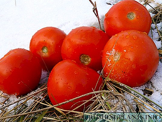 Pomidorlarni qishki ekish