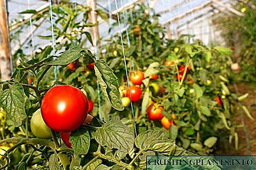 Şaxtaya davamlı istixana pomidorları