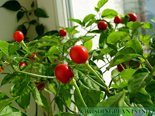 Tomato na windowsill