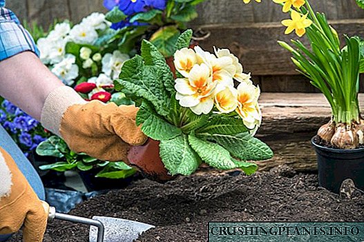 Садење цвеќиња за садници