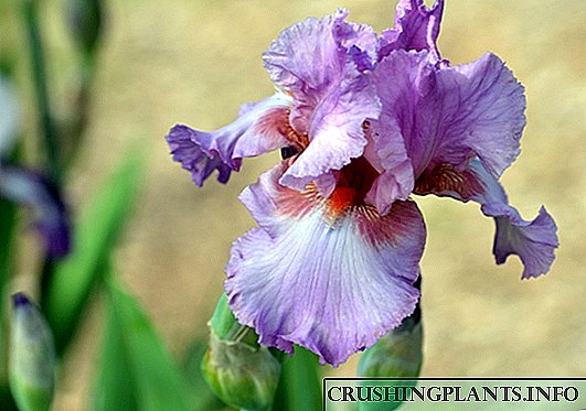 Tanduran lan ngrawat iris