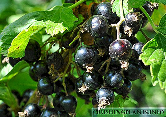 Peraturan kanggo tuwuh lan ngrawat bushes blackcurrant