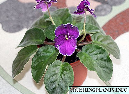Voortplanting van viooltjies. Deel 2