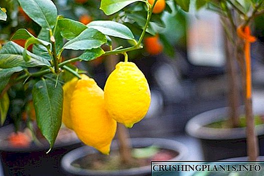 Размножување на лимон