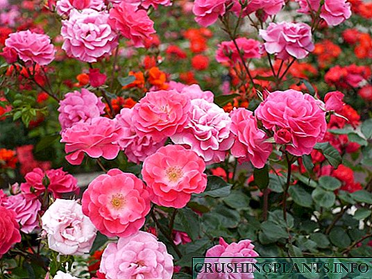 Rose polyanthus