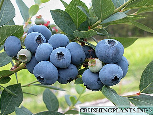 Blueberries Taman - cara tuwuh woh wohan beri sing enak lan sehat