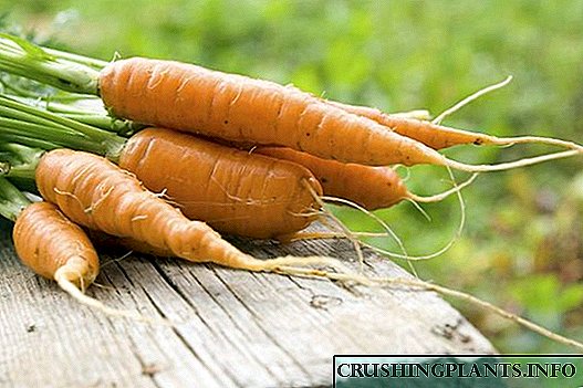 Најслатките сорти на моркови за храна за бебиња