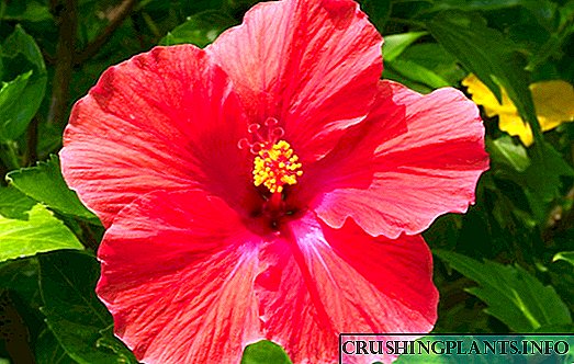 Siria hibiscus (gairdín)