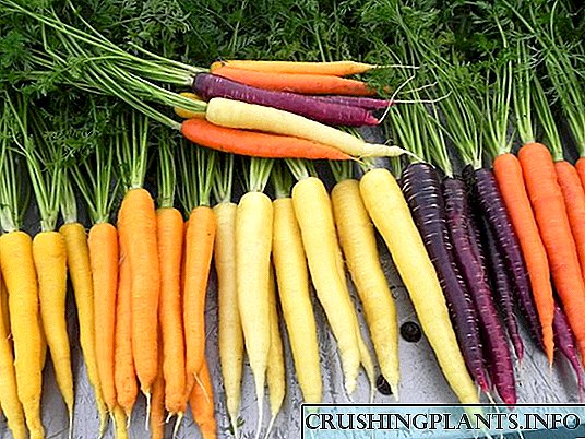 Mga Variant sa Carrot