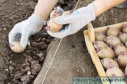Kartof yetişdirmə yolları: xəndəklərdə kartof yetişdirmək