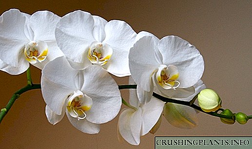 Phalaenopsis Ukunakekelwa