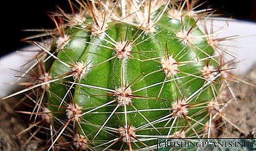 Kaktusen zainketa