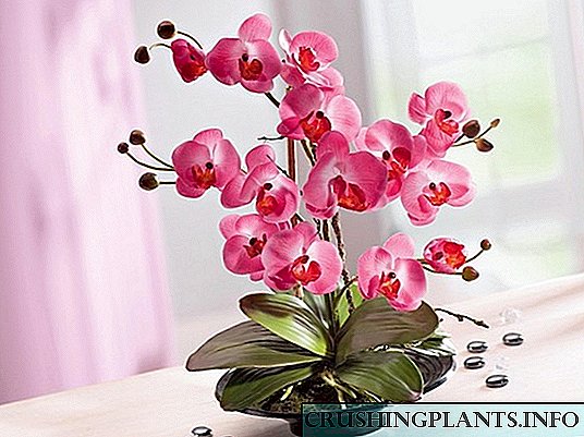 Pangangalaga sa Orchid