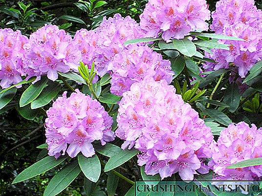 Tlhokomelo ea Rhododendron
