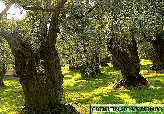 Pemë ulliri me gjelbërim të përhershëm
