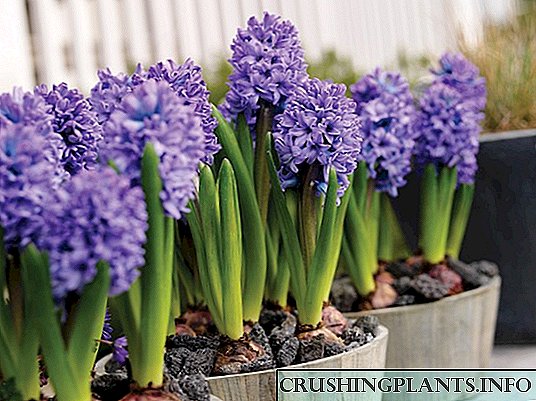 Tlhahiso ea Hyacinth