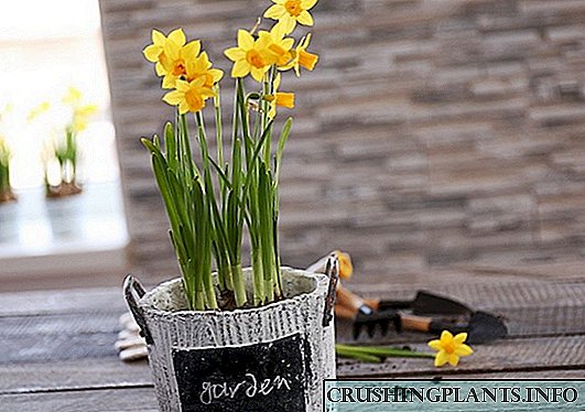 Yin tilasta daffodils a cikin hunturu