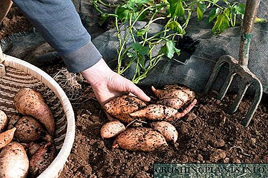 Wuesse Yam an der Mëttbunn: germination Knollen