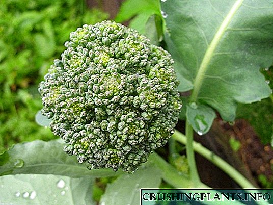Loj hlob broccoli: cov cai thiab kev siv tshuab ua liaj ua teb