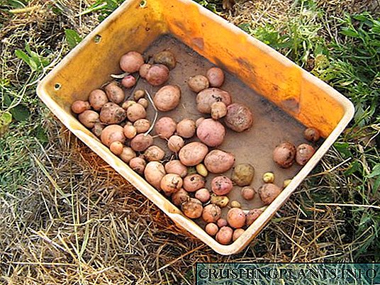 Tanduran kentang: kentang ing jerami