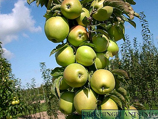 کالم کی شکل والے ایپل کے درخت کی کاشت کرنا: فصلوں کے راز۔