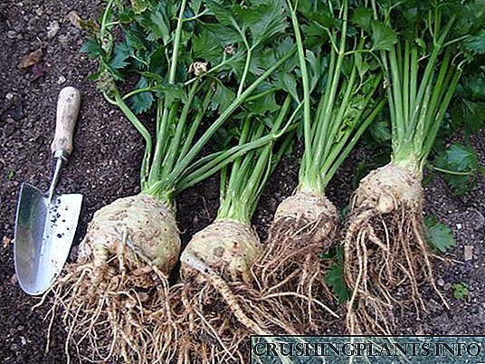 Nagtubo nga Root Celery: Mga Tip ug Mga Pag-ani sa mga Sekreto
