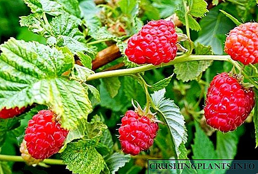 Loj hlob raspberries raws li Sobolev txujci