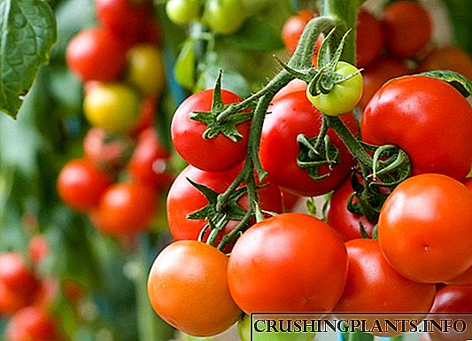 Kreskantaj plantidoj de tomatoj (tomatoj): semaj datoj kaj optimuma temperaturo