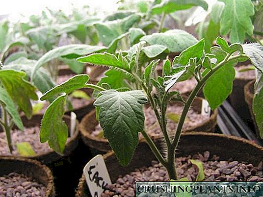 نهال گوجه فرنگی در حال رشد: کاشت ، چیدن ، آب دادن و تغذیه ، سخت شدن