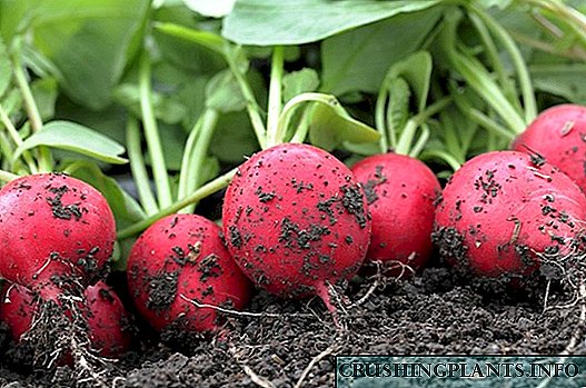 Одгледување ротквица: како да се добие култура