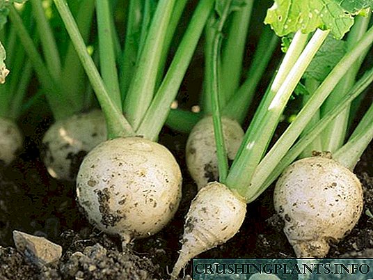 ការលូតលាស់នៃដំណាំ turnips នៅក្នុងប្រទេស។