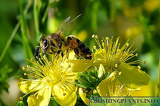 10 tips kéngingkeun lebah ka kebon bumi upami anjeun henteu lebah lebah