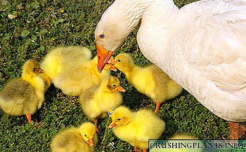 Pagpapakain at pagpapanatili ng mga gosling sa unang 3 linggo ng buhay