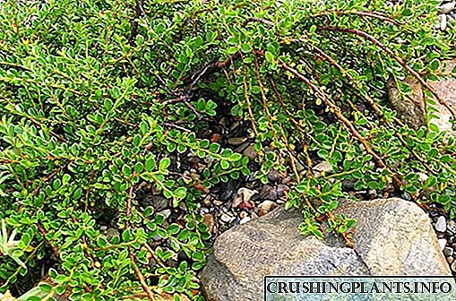 Cotoneaster voortplanting: 4 basiese metodes