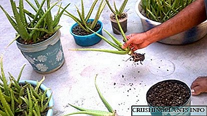 Wéi een Aloe doheem propagéiert: 4 einfach Weeër