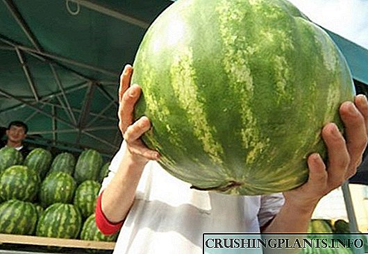 7 segredos de melóns en crecemento