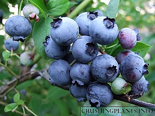 Blueberries spettakolari, iżda fl-istess ħin li jifilħu: deskrizzjoni ta '8 varjetajiet popolari