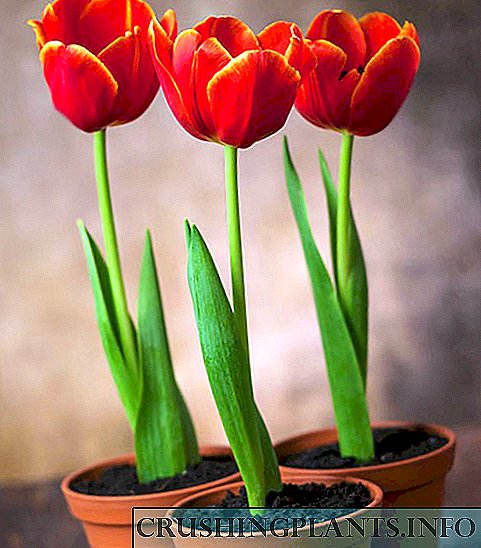 Isidlo esimnandi ngoMashi 8 - ama-tulips okuphoqa ekhaya