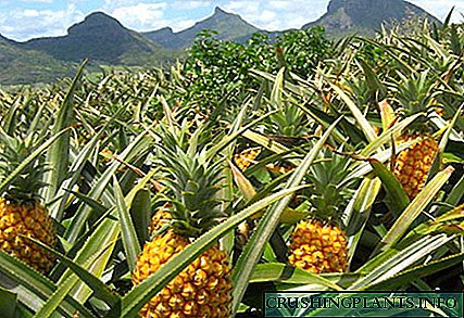 A doni të dini se ku ananasi rritet në natyrë?
