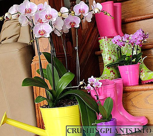 A e dini se si të ujisni një orkide?